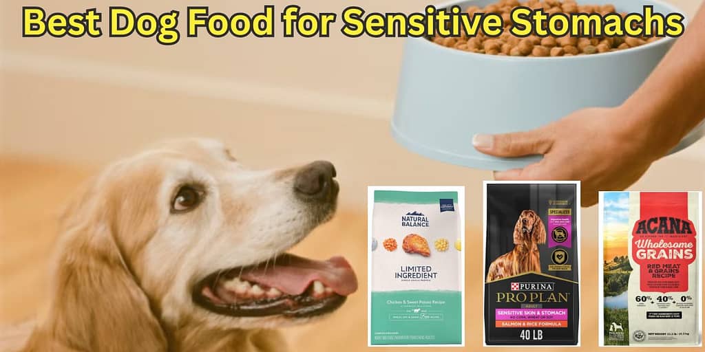 Best Dog Food for Sensitive Stomachs