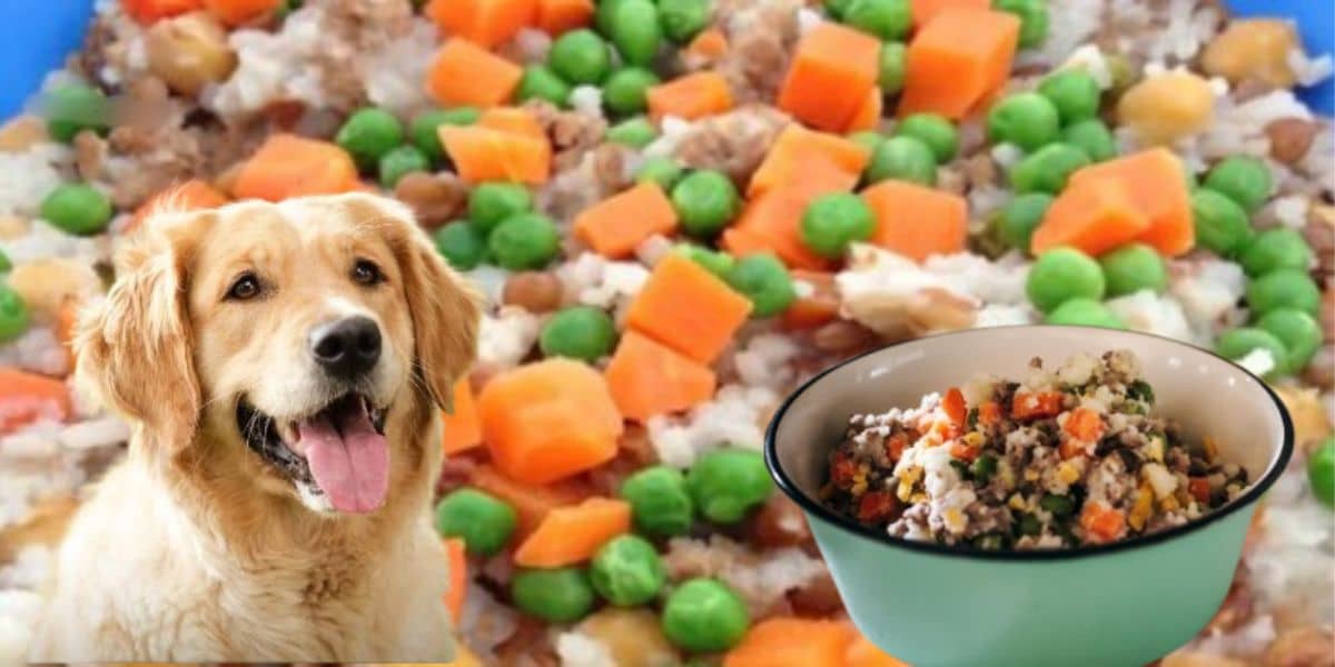 affordeble Home made dog food