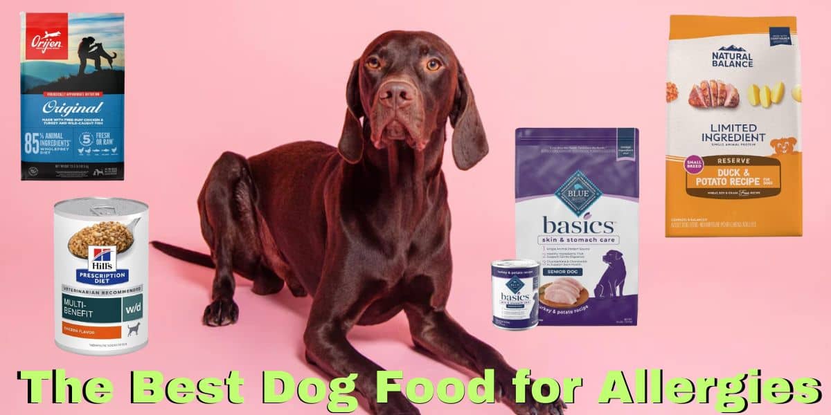 The Best Dog Food for Allergies