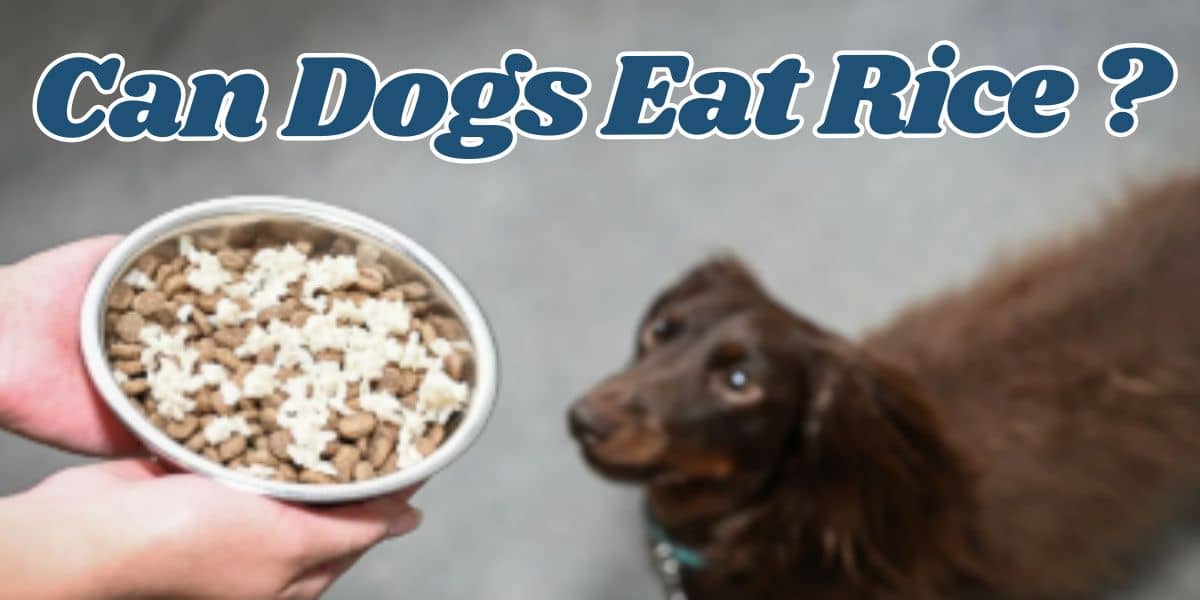 Can Dogs Eat Rice