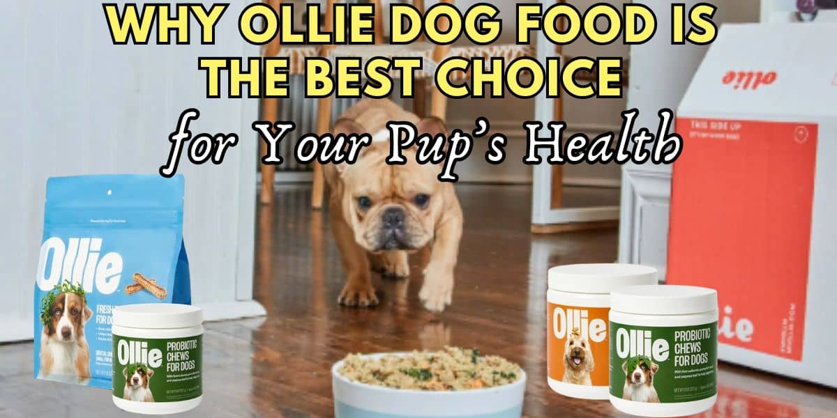 Why Ollie Dog Food is the best choice