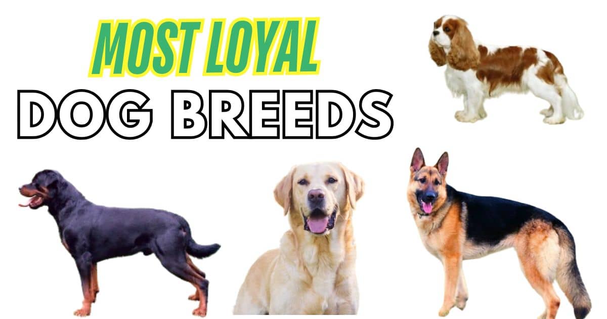 MOST LOYAL DOG BREEDS